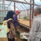 Rumah penjemuran kopi arabika di Marawola Brat. Foto Yunik Hendra Wati